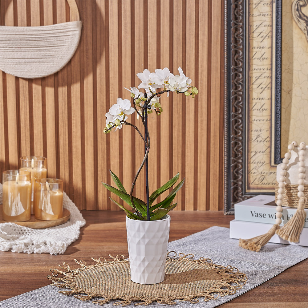 Phalaenopsis Orchid Gift – how the gift is presented