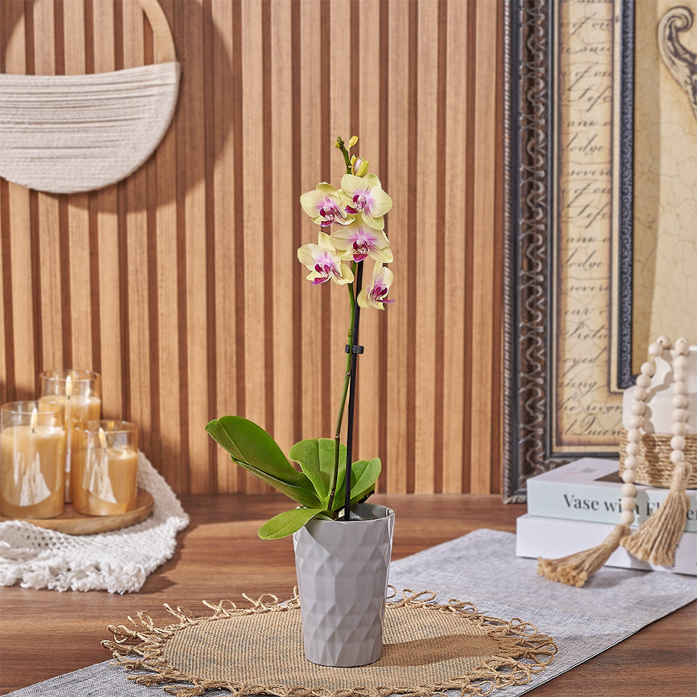 Mini Yellow Orchid Ceramic Pot – how the gift is presented