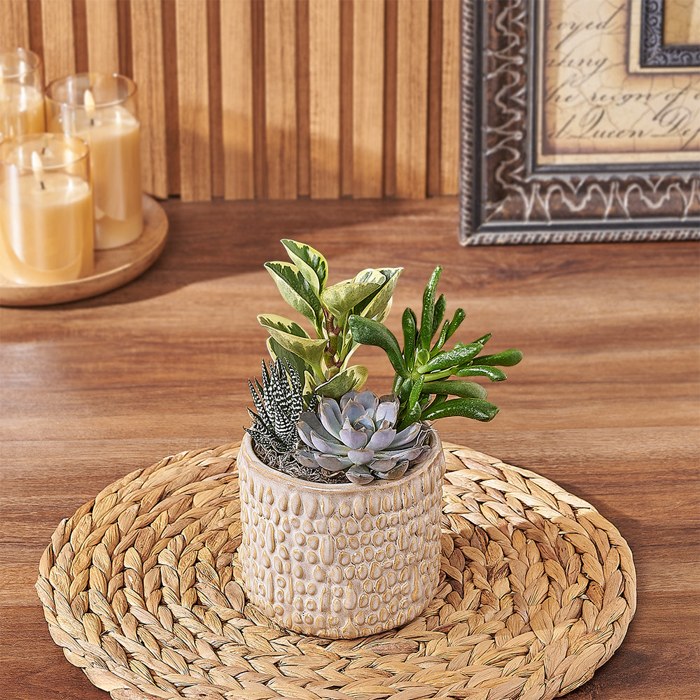 Assorted Succulent Plant Arrangement – how the gift is presented