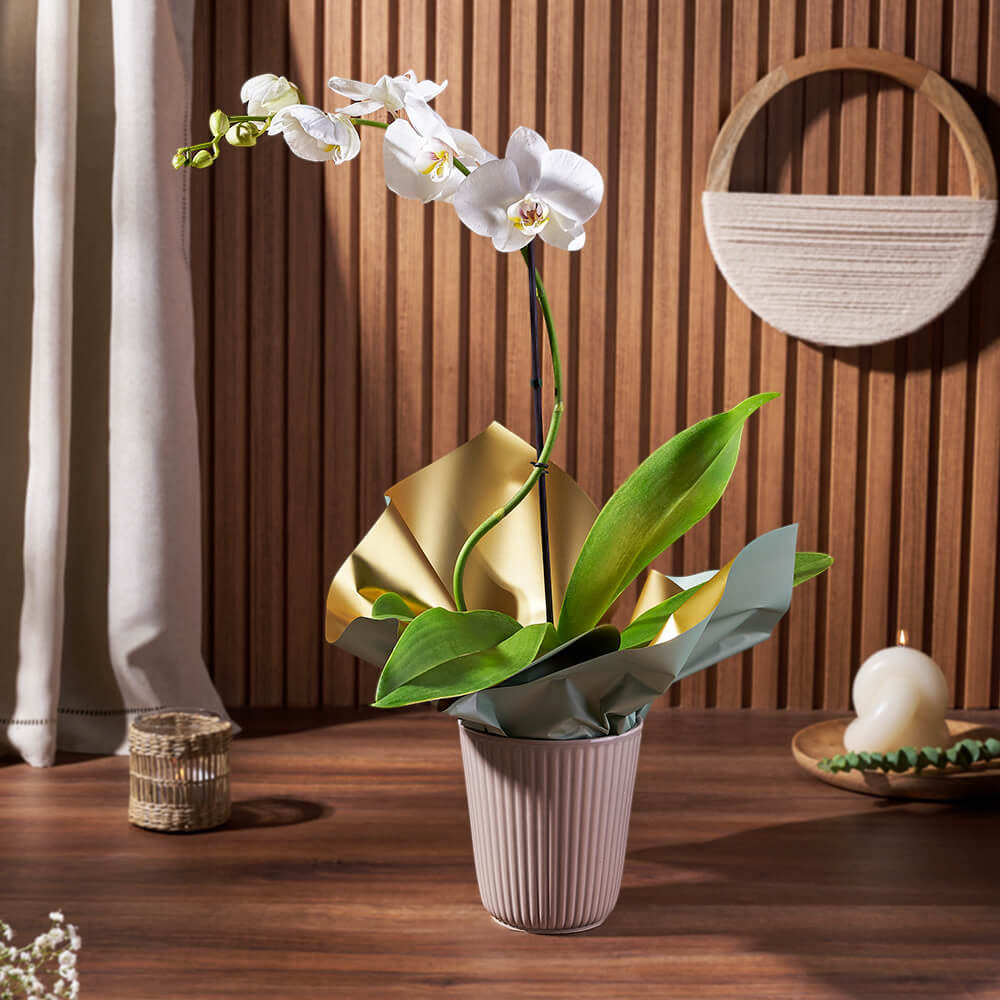 Indoor White Orchid in Ceramic Pot – how the gift is presented