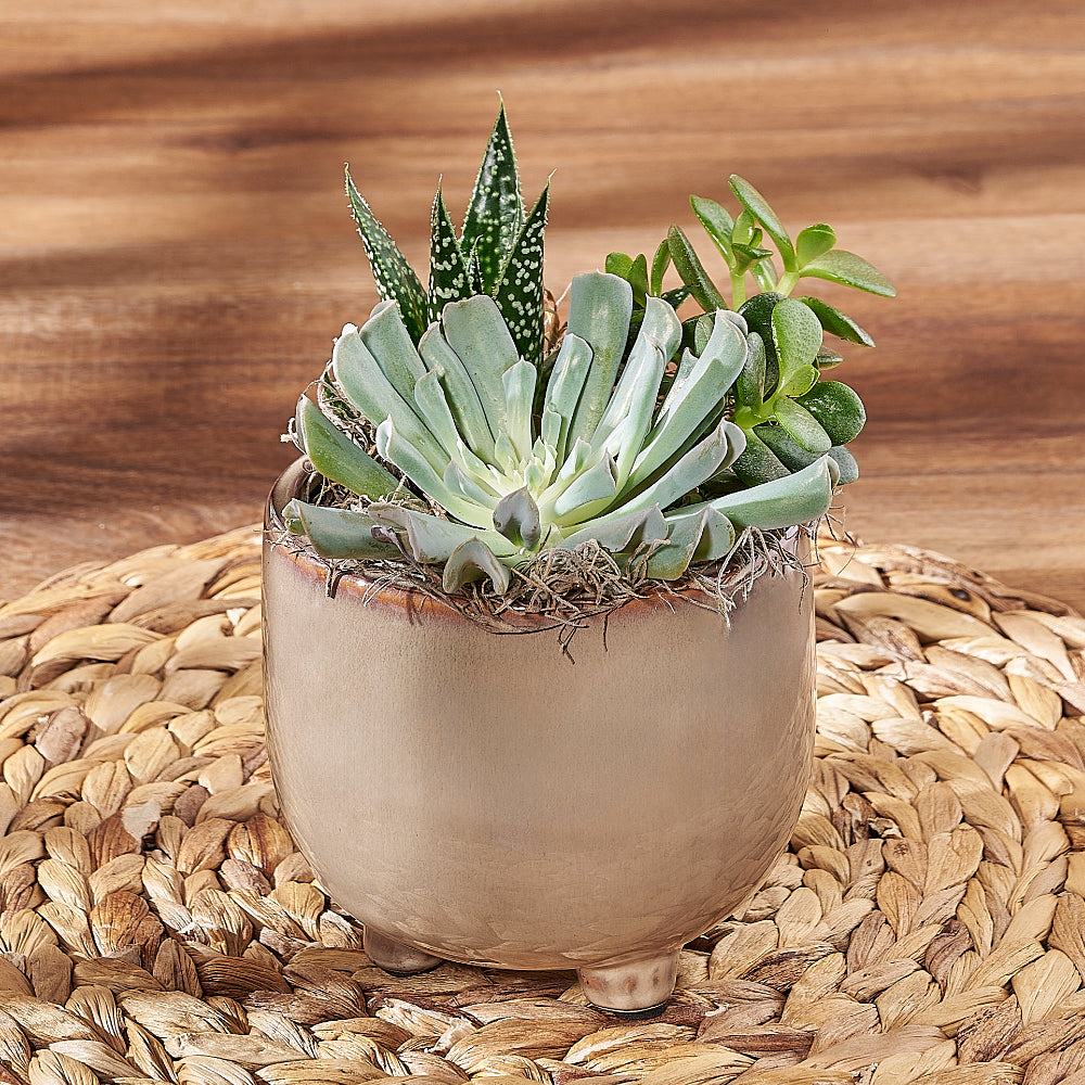 Housewarming Trio of Potted Succulent Plants – how the gift is presented