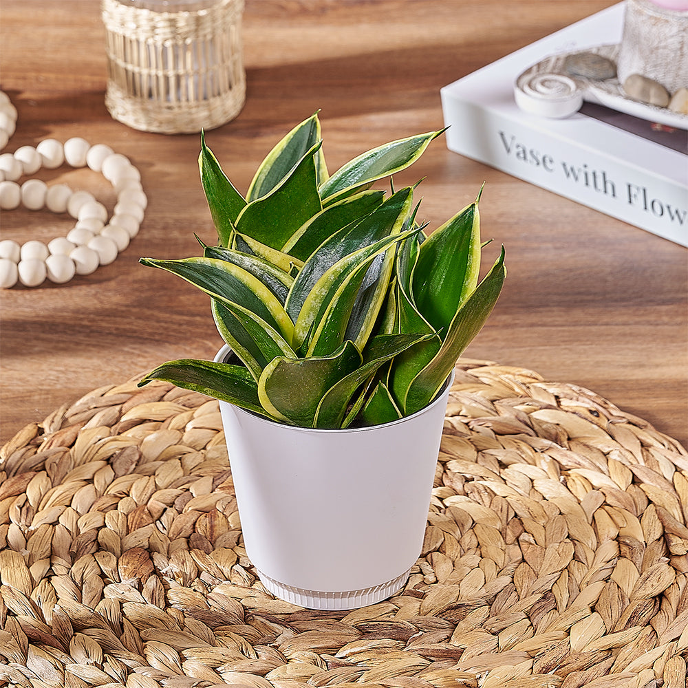 Sansevieria Plant Elegant Pot – how the gift is presented