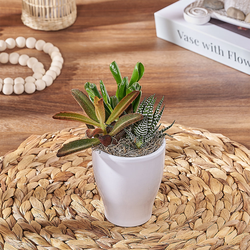 Small Succulent Plant Pot – how the gift is presented