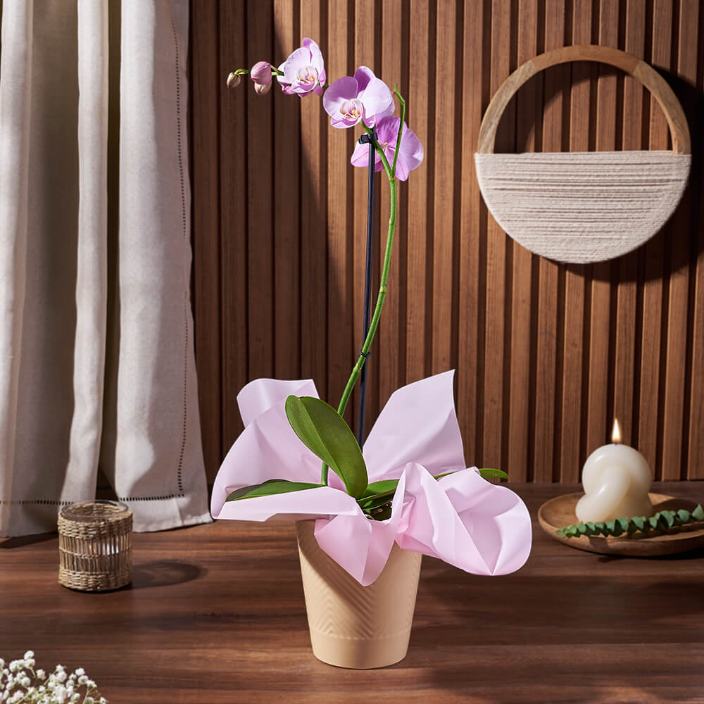 Purple Phalaenopsis Orchid – how the gift is presented