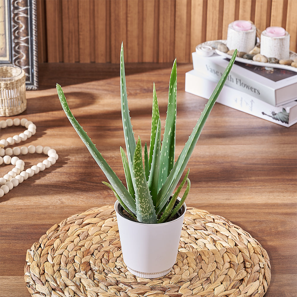 Easy-Care Aloe Vera Plant in White Planter – how the gift is presented