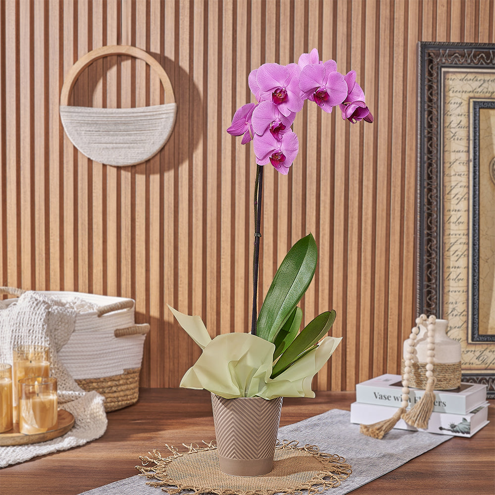 Pink Phalaenopsis Orchid Plant Adapted for Indoor Living – how the gift is presented