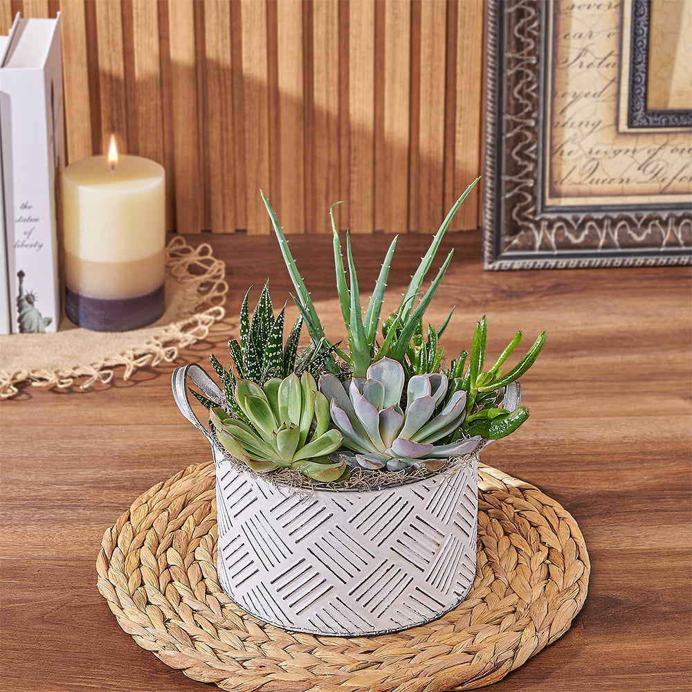 Easy-Care Succulent Plant Pot – how the gift is presented