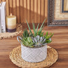 With the Generous Succulent Gift, enjoy a beautiful and vibrant plant gift that is sure to brighten up any space, Maine delivery