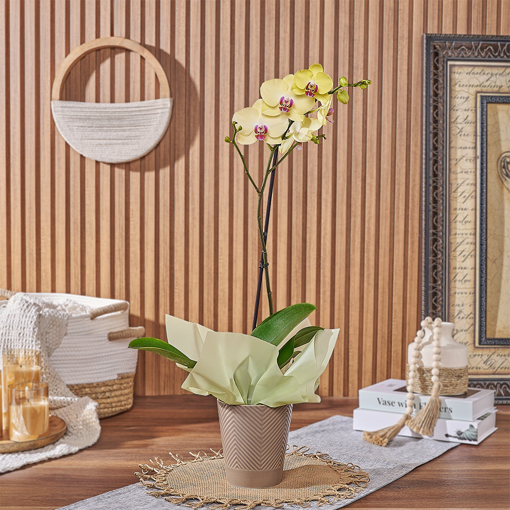 Phalaenopsis Orchid Indoor Planter – how the gift is presented