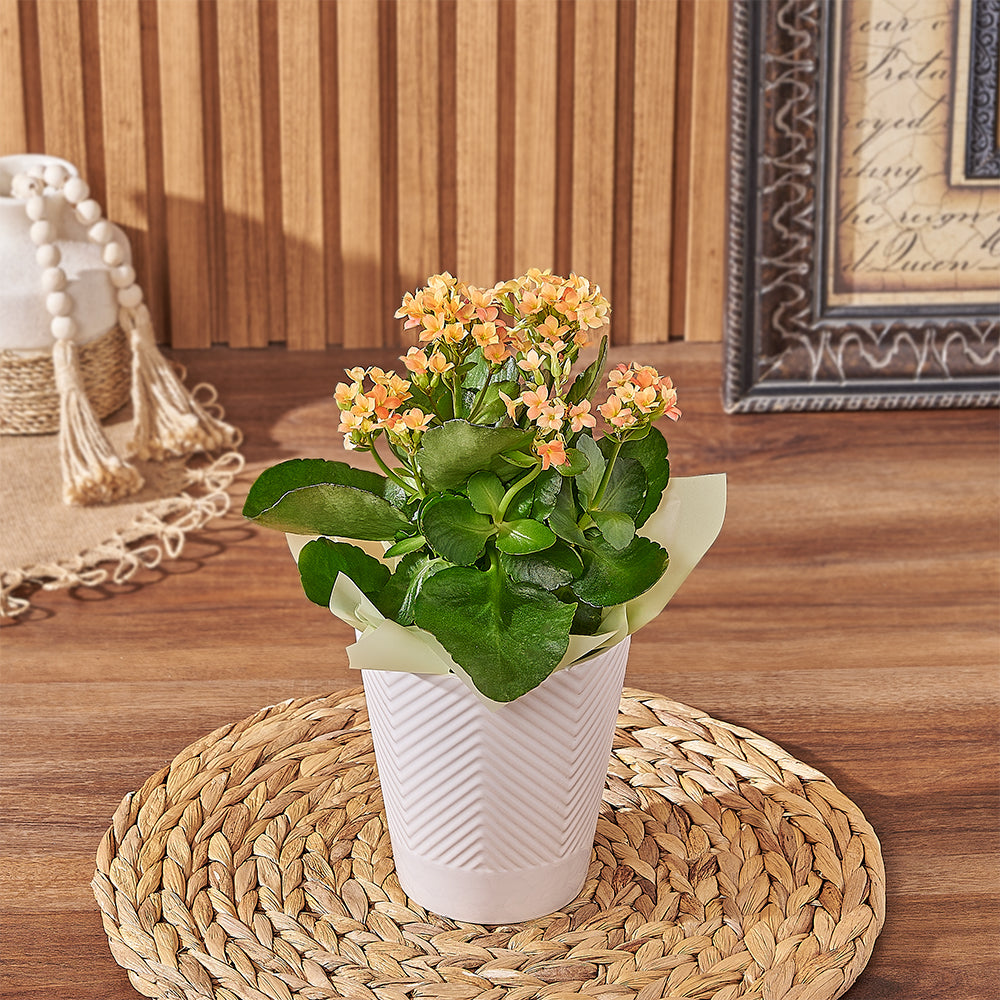 Premium Kalanchoe Plant Gift – how the gift is presented