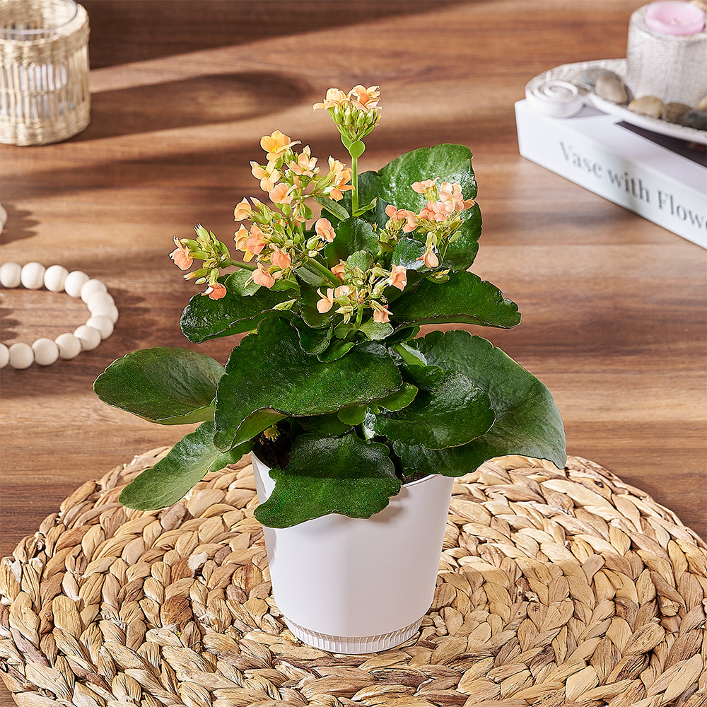 house plant kalanchoe Kalanchoe Plant - Plant gift baskets – Maine delivery
