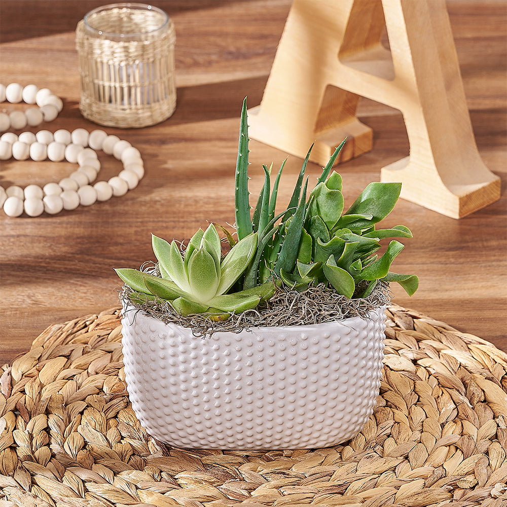 Three Succulents in Textured Planter – how the gift is presented
