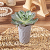 Modern Potted Succulent from Maine Baskets - Plant Gift - Maine Delivery