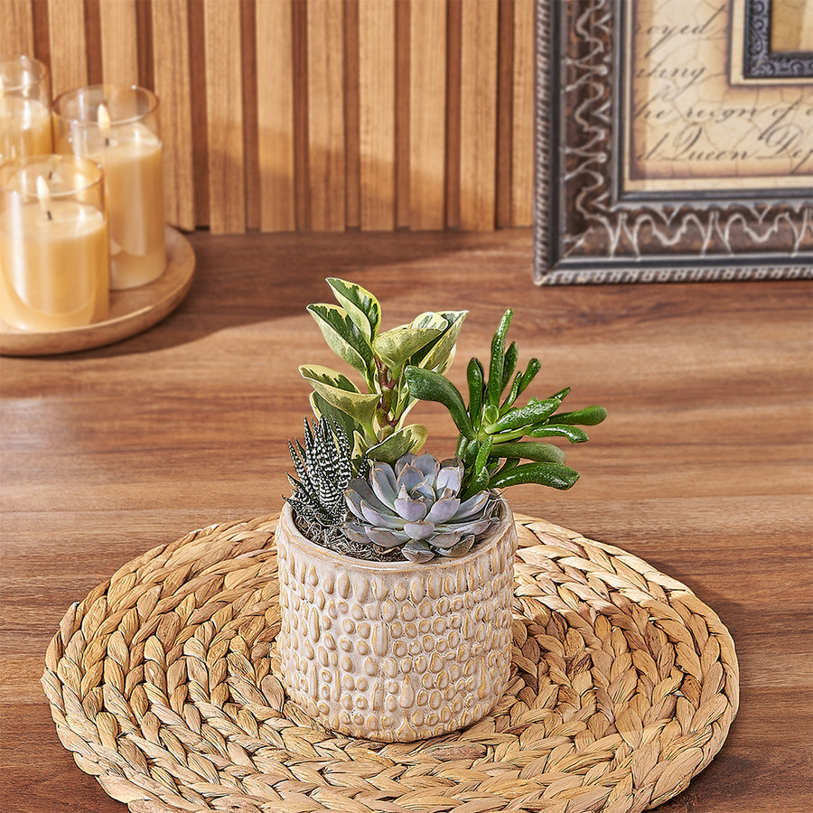 Natural Succulent Plant Gift, plant gift, plant, succulent gift, succulent, Maine delivery