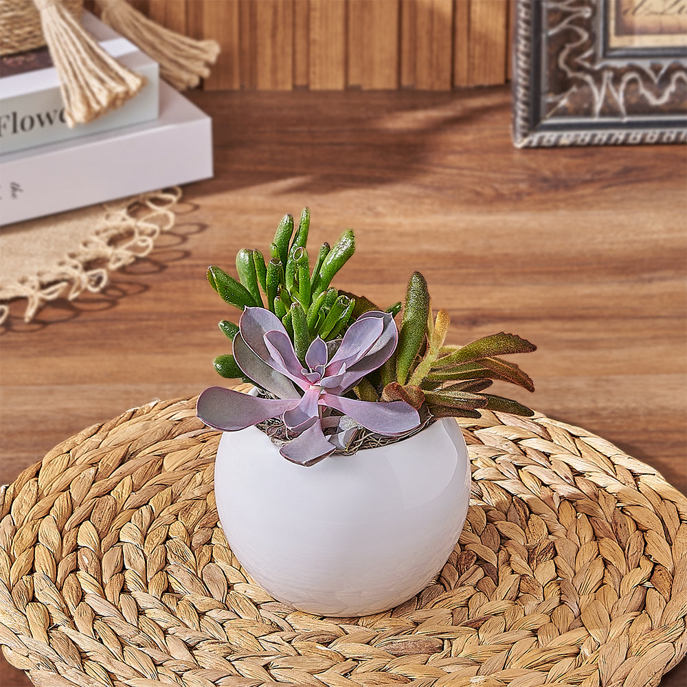 Compact Succulent Plant Gift – how the gift is presented