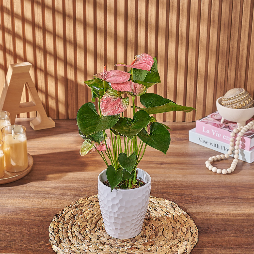 Indoor Tropical Pink Anthurium Potted Plant – how the gift is presented
