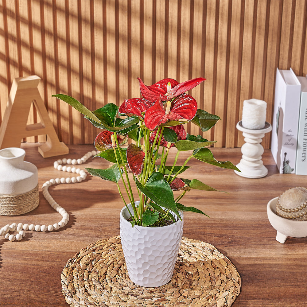 Potted Anthurium Plant, plant gift, plant, floral gift, floral, Maine delivery