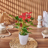 Potted Anthurium Plant, plant gift, plant, floral gift, floral, Maine delivery