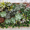 Succulents & Cacti from Maine Baskets - Maine Delivery