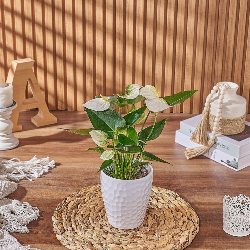 Textured White Pot Anthurium – how the gift is presented