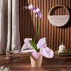 Wondrous Orchid Gift, orchid gift, orchid, plant gift, plant, flower gift, flower, Maine Delivery