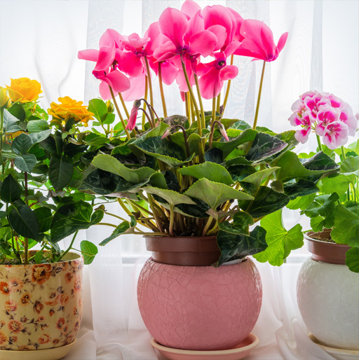 Our Potted Plants Gift Ideas for Friends